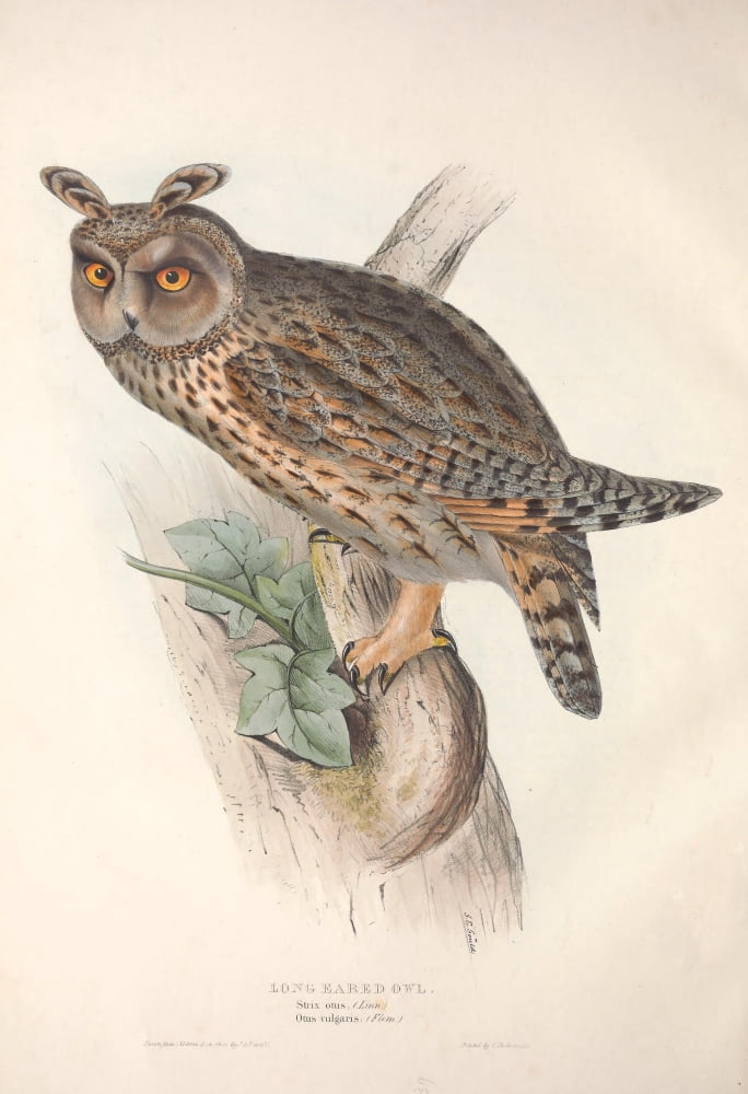 Birds of Europe 1837 Long-eared Owl Canvas Art - J & E Gould (18 x 24)