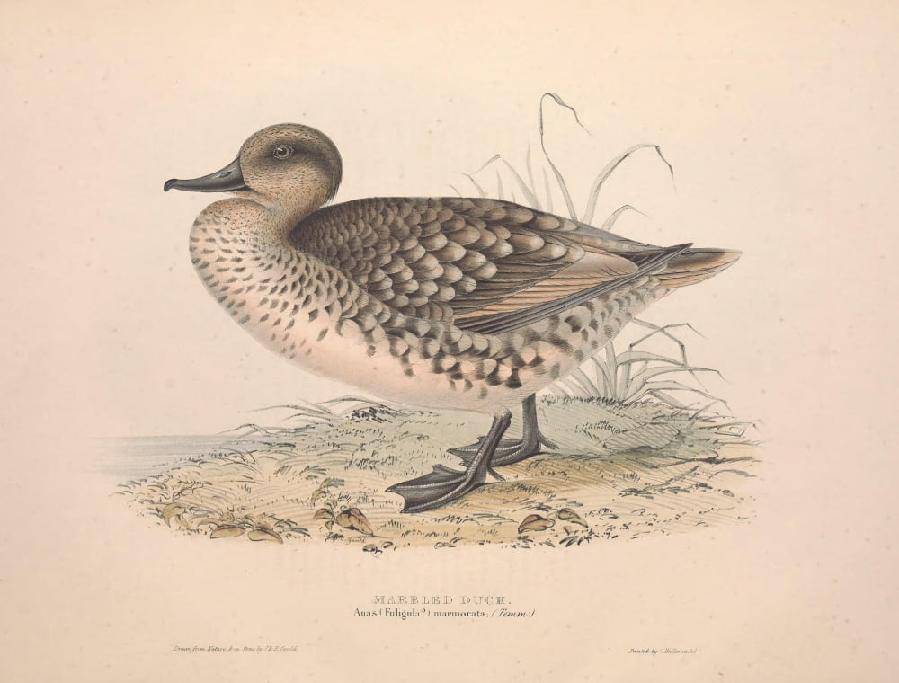 Birds of Europe 1837 Marbled Duck Canvas Art - J & E Gould (18 x 24)