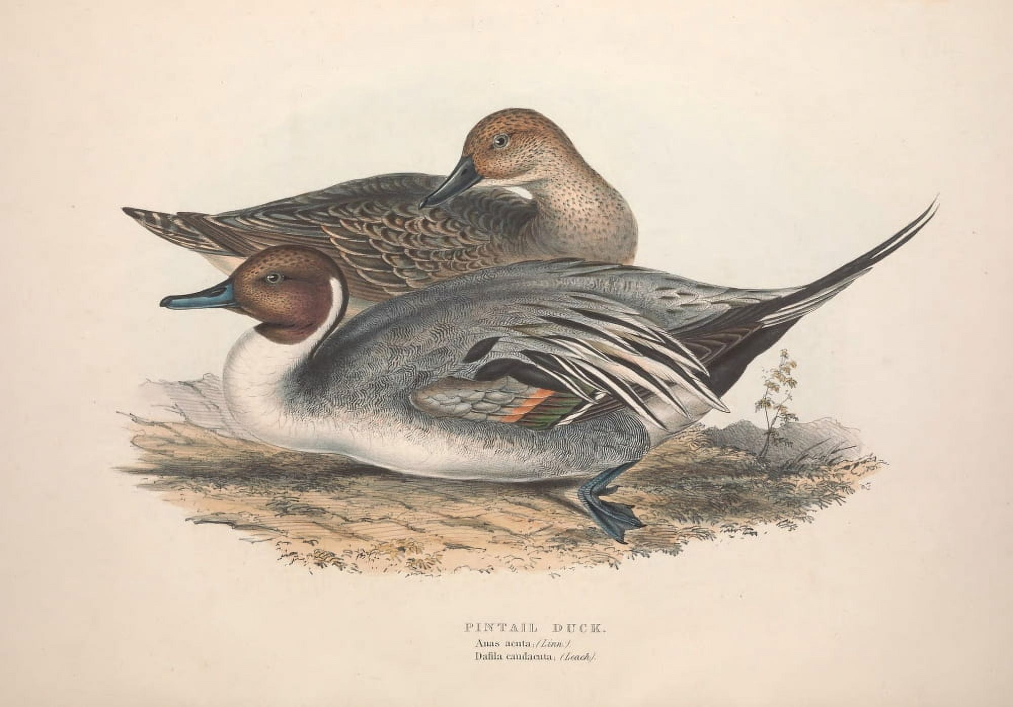 Birds of Europe 1837 Pintail Duck Canvas Art - J & E Gould (18 x 24)