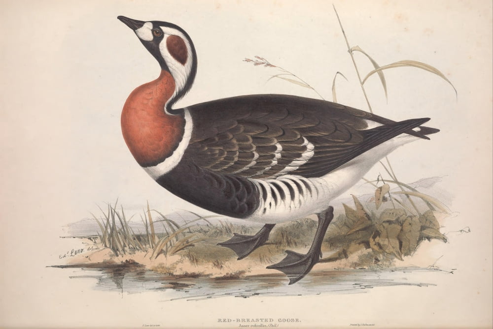 Birds of Europe 1837 Red-breasted Goose Canvas Art - Edward Lear (18 x 24)