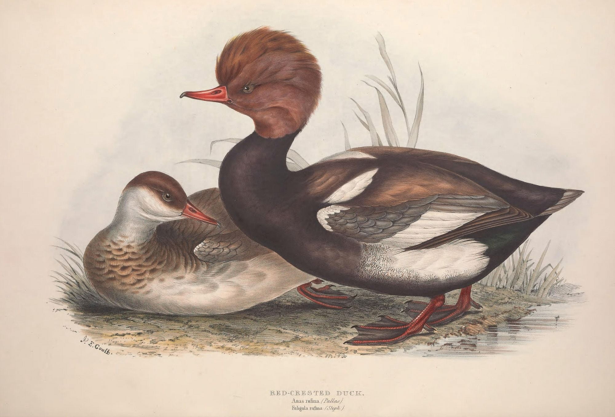 Birds of Europe 1837 Red-crested Duck Canvas Art - J & E Gould (18 x 24)