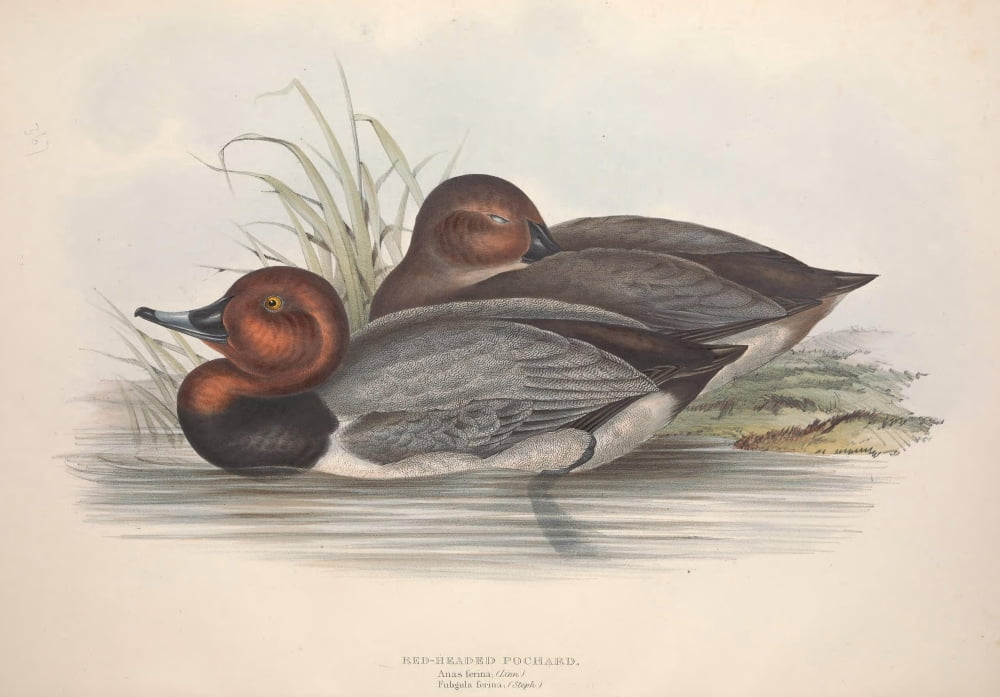 Birds of Europe 1837 Red-head Pochard Canvas Art - J & E Gould (18 x 24)