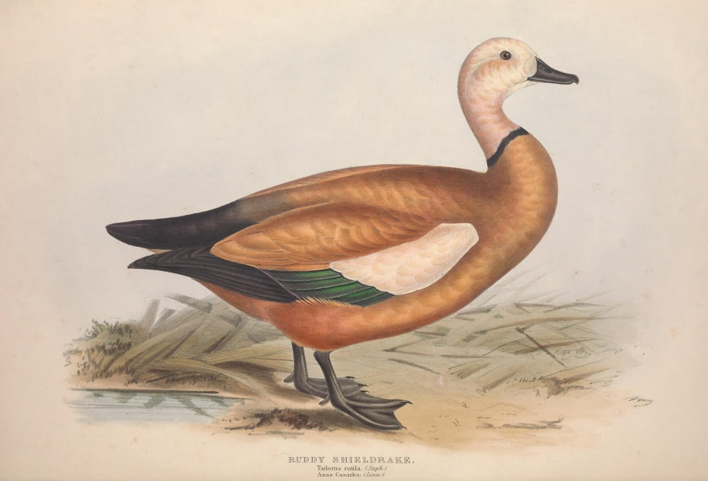 Birds of Europe 1837 Ruddy Sheldrake Canvas Art - Edward Lear (18 x 24)