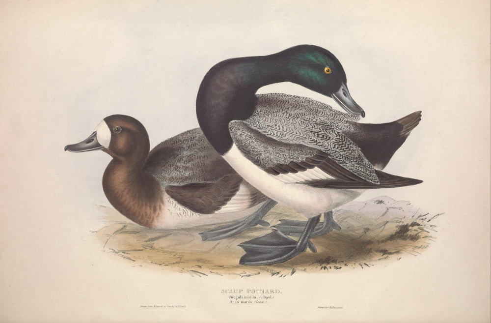 Birds of Europe 1837 Scaup Pochard Canvas Art - J & E Gould (18 x 24)