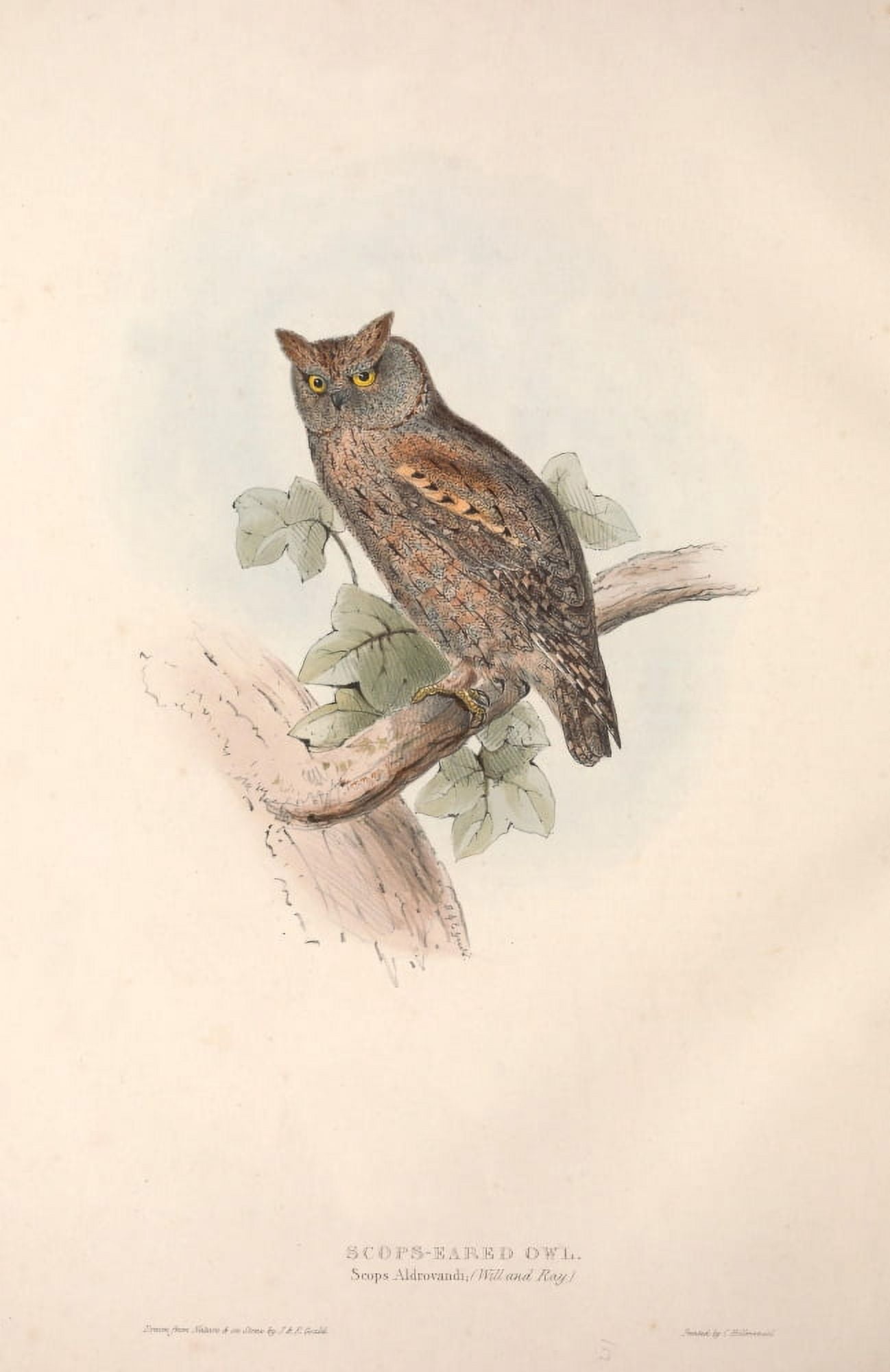 Birds of Europe 1837 Scops-eared Owl Canvas Art - J & E Gould (24 x 36)