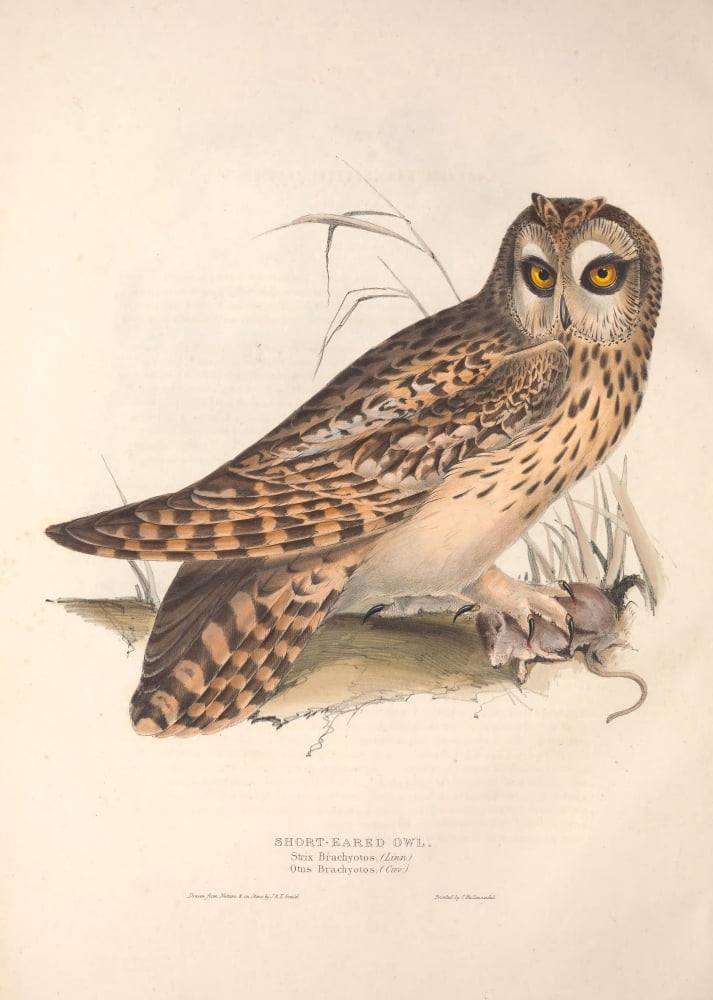 Birds of Europe 1837 Short-eared Owl Canvas Art - J & E Gould (18 x 24)