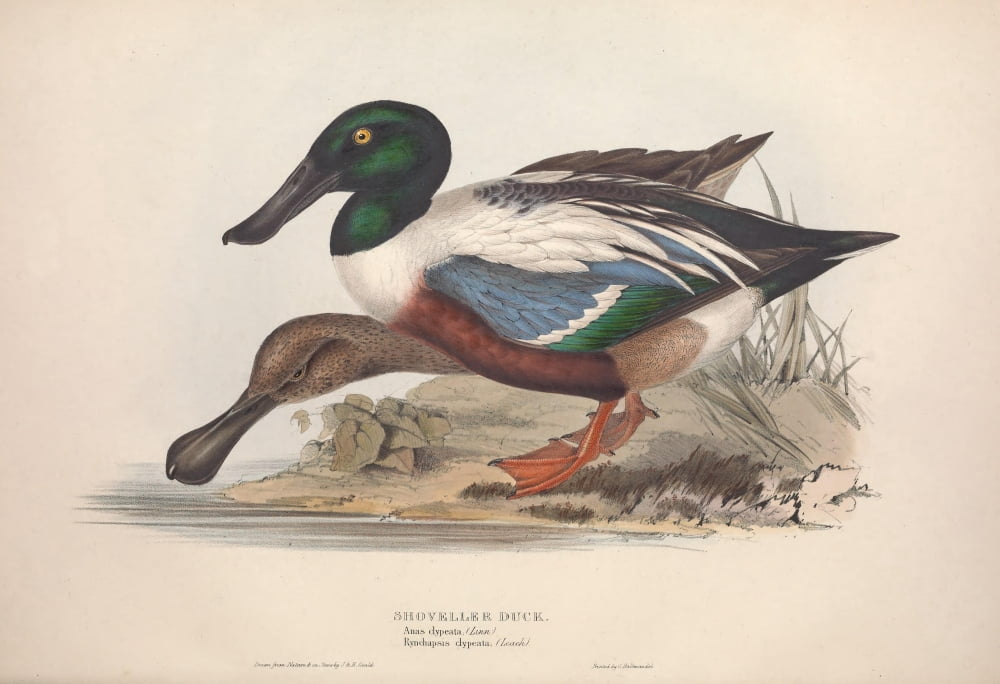 Birds of Europe 1837 Shoveller Duck Canvas Art - J & E Gould (24 x 36)