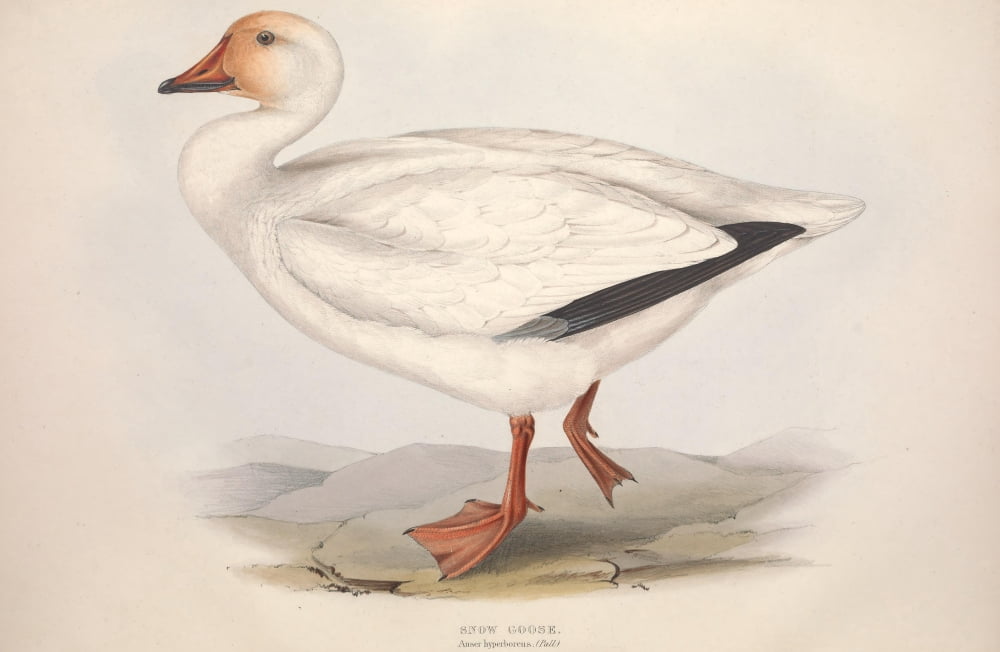 Birds of Europe 1837 Snow Goose Canvas Art - J & E Gould (18 x 24)
