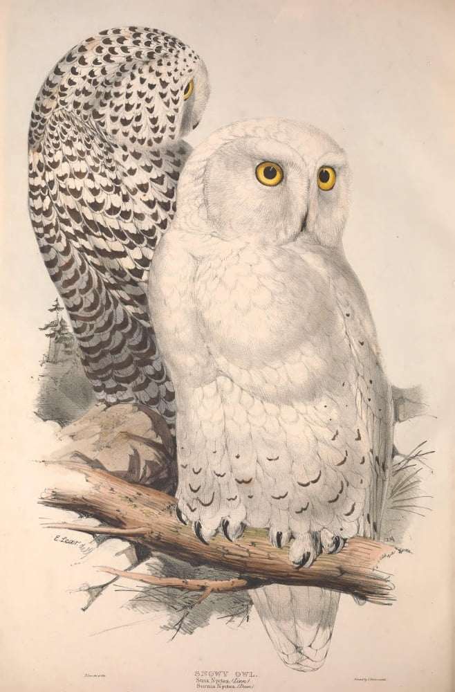 Birds of Europe 1837 Snowy Owl Canvas Art - Edward Lear (18 x 24)