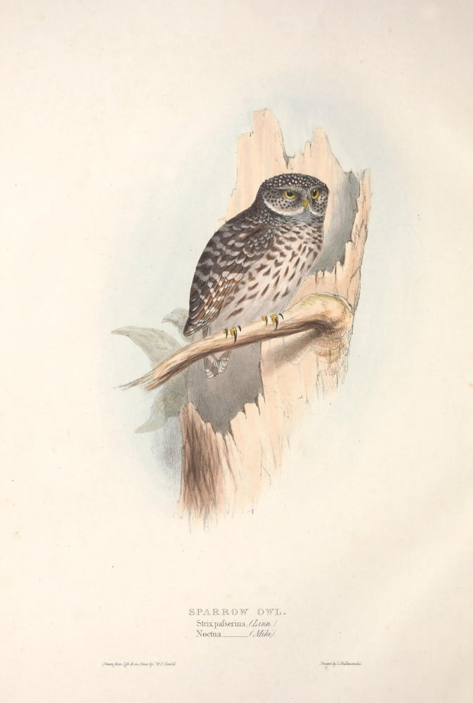 Birds of Europe 1837 Sparrow Owl Canvas Art - J & E Gould (24 x 36)