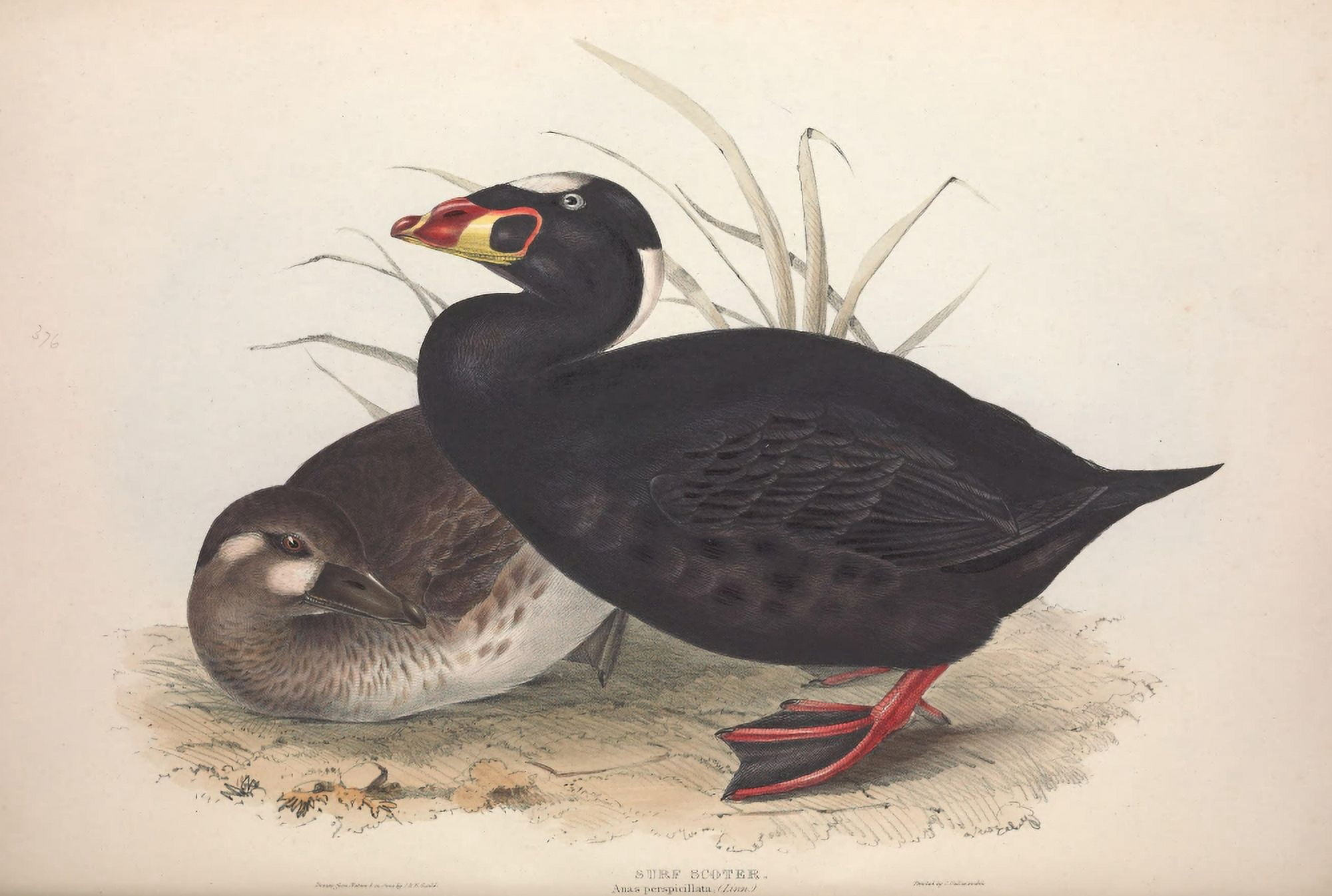 Birds of Europe 1837 Surf Scoter Canvas Art - J & E Gould (18 x 24)