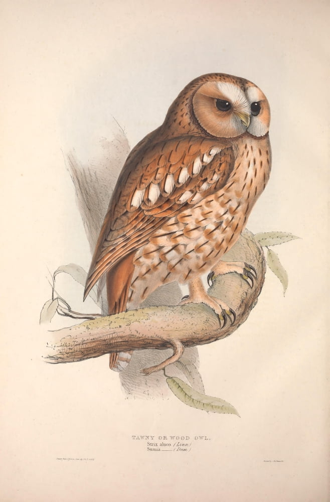 Birds of Europe 1837 Tawny Owl Canvas Art - J & E Gould (18 x 24)