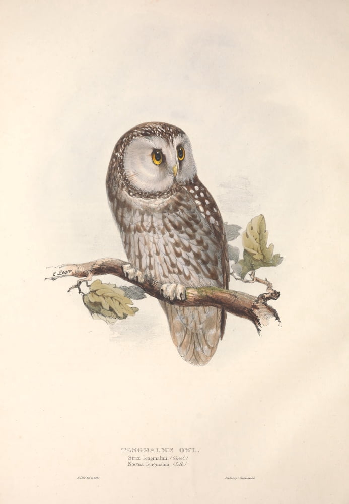 Birds of Europe 1837 Tengmalms Owl Canvas Art - J & E Gould (24 x 36)