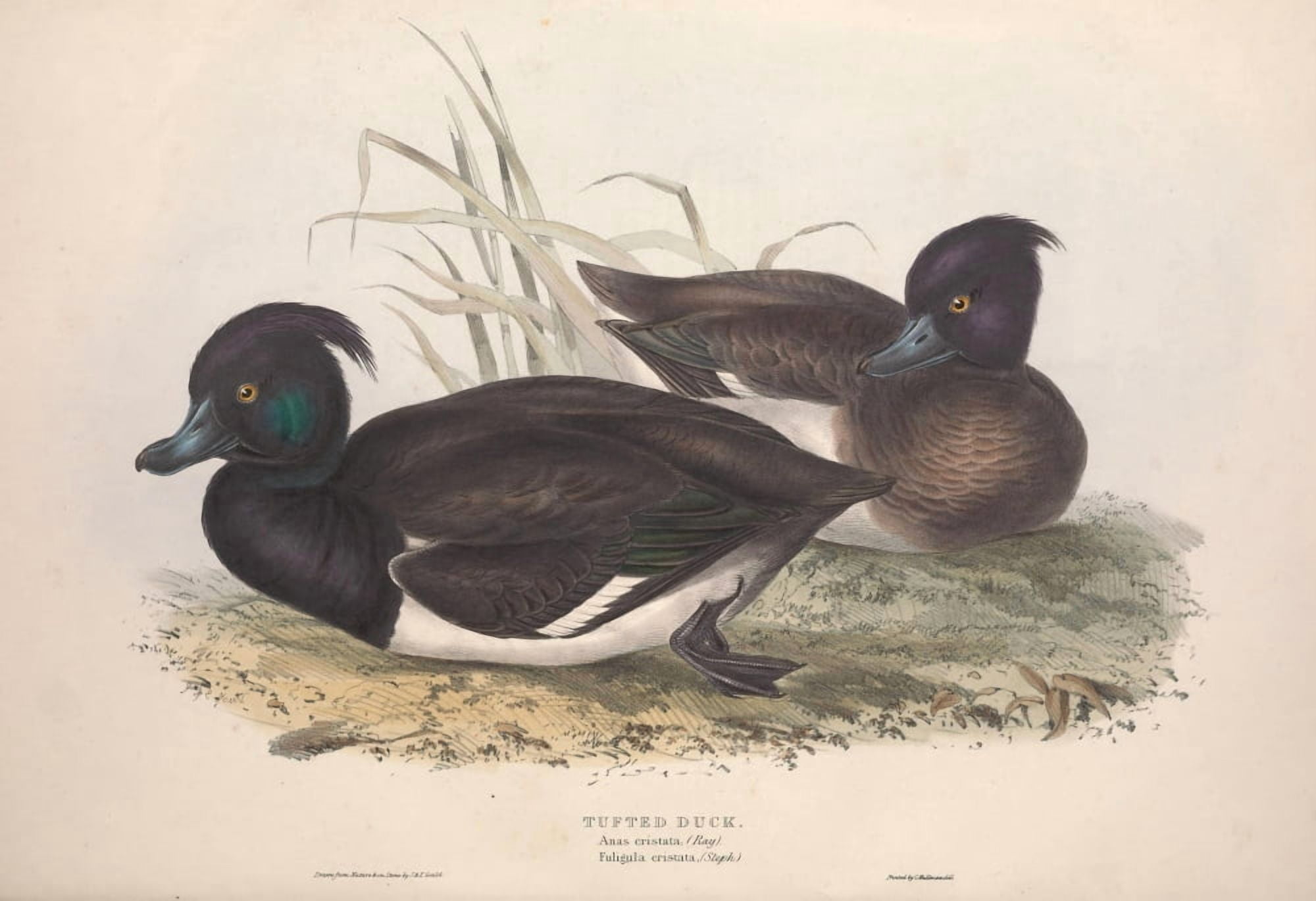 Birds of Europe 1837 Tufted Duck Canvas Art - J & E Gould (18 x 24)