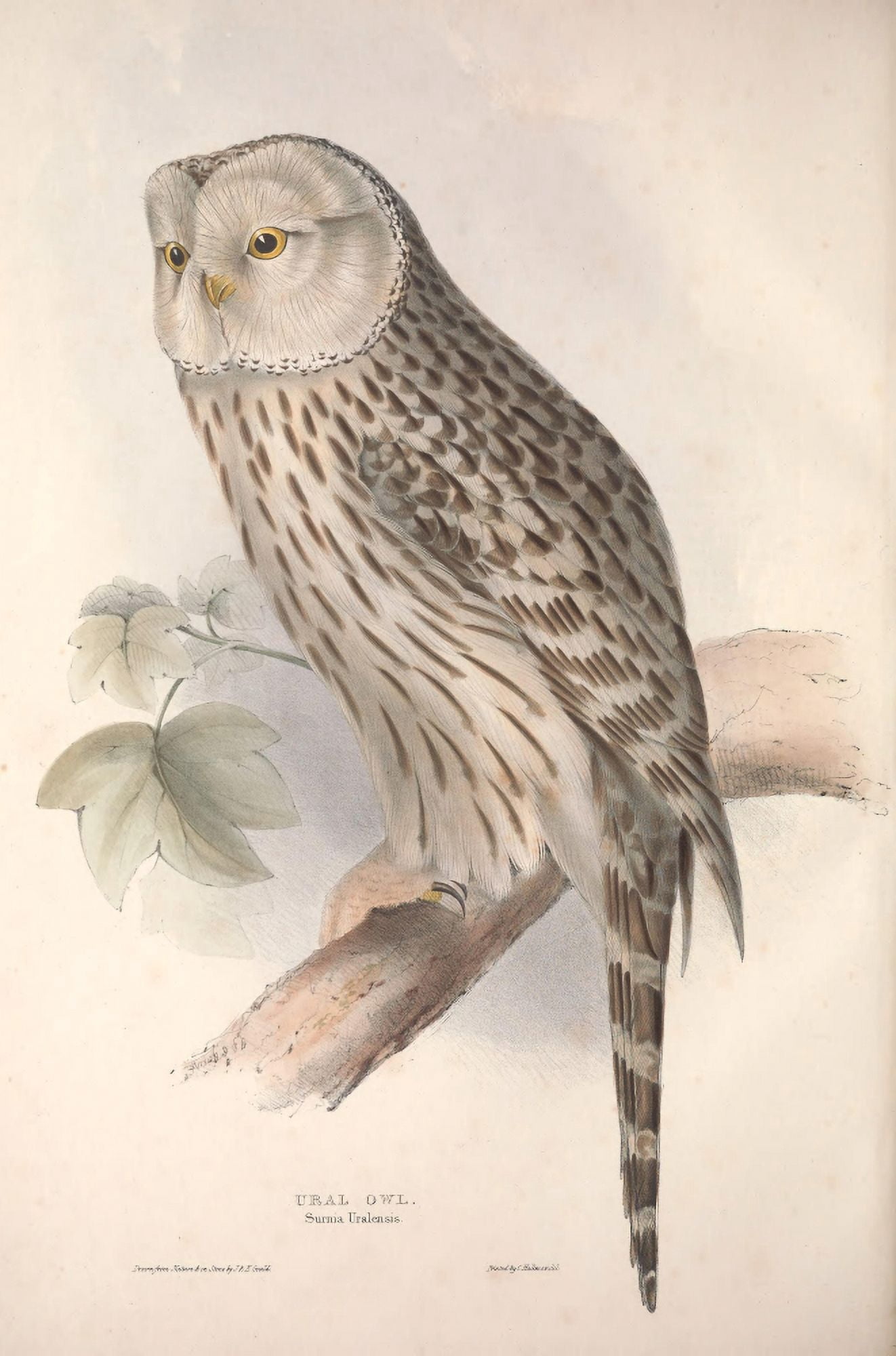 Birds of Europe 1837 Ural Owl Canvas Art - J & E Gould (18 x 24)