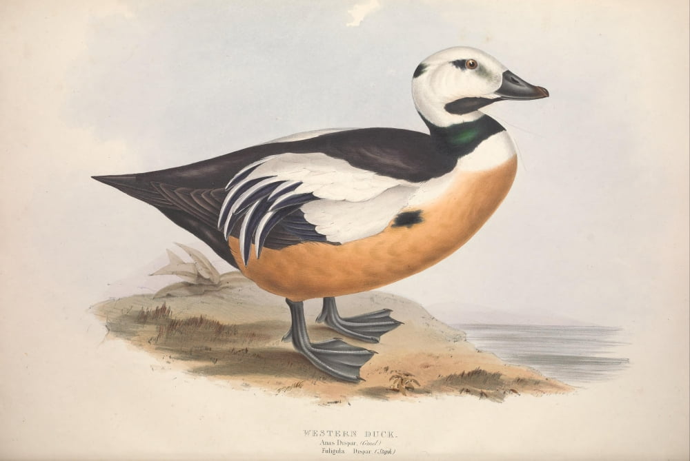 Birds of Europe 1837 Western Duck Canvas Art - J & E Gould (18 x 24)