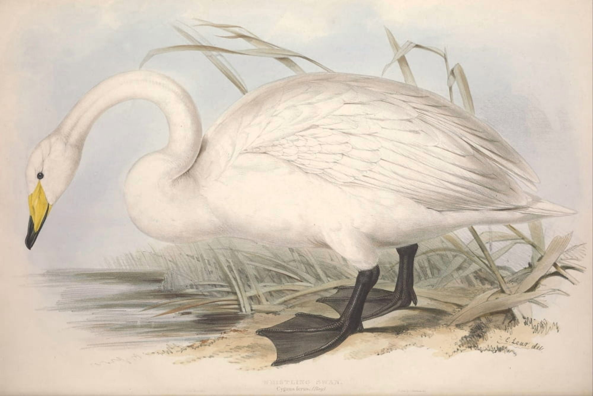 Birds of Europe 1837 Whistling Swan Canvas Art - Edward Lear (24 x 36)