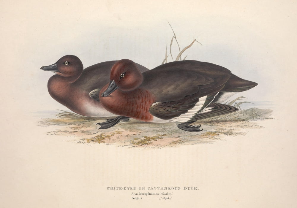 Birds of Europe 1837 White-eyed Duck Canvas Art - J & E Gould (24 x 36)