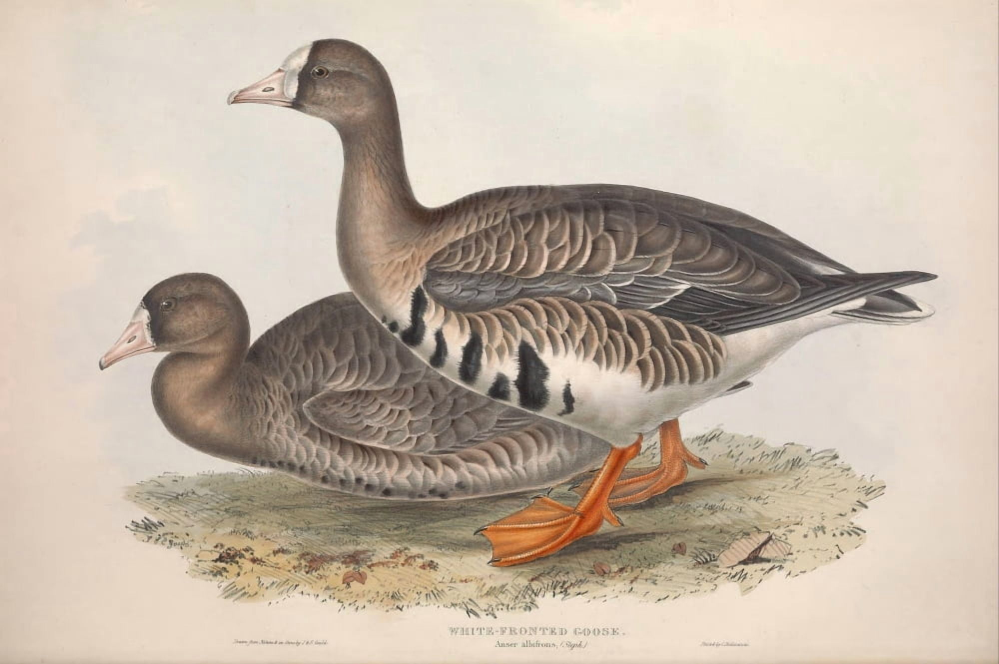 Birds of Europe 1837 White-fronted Goose Canvas Art - J & E Gould (18 x 24)