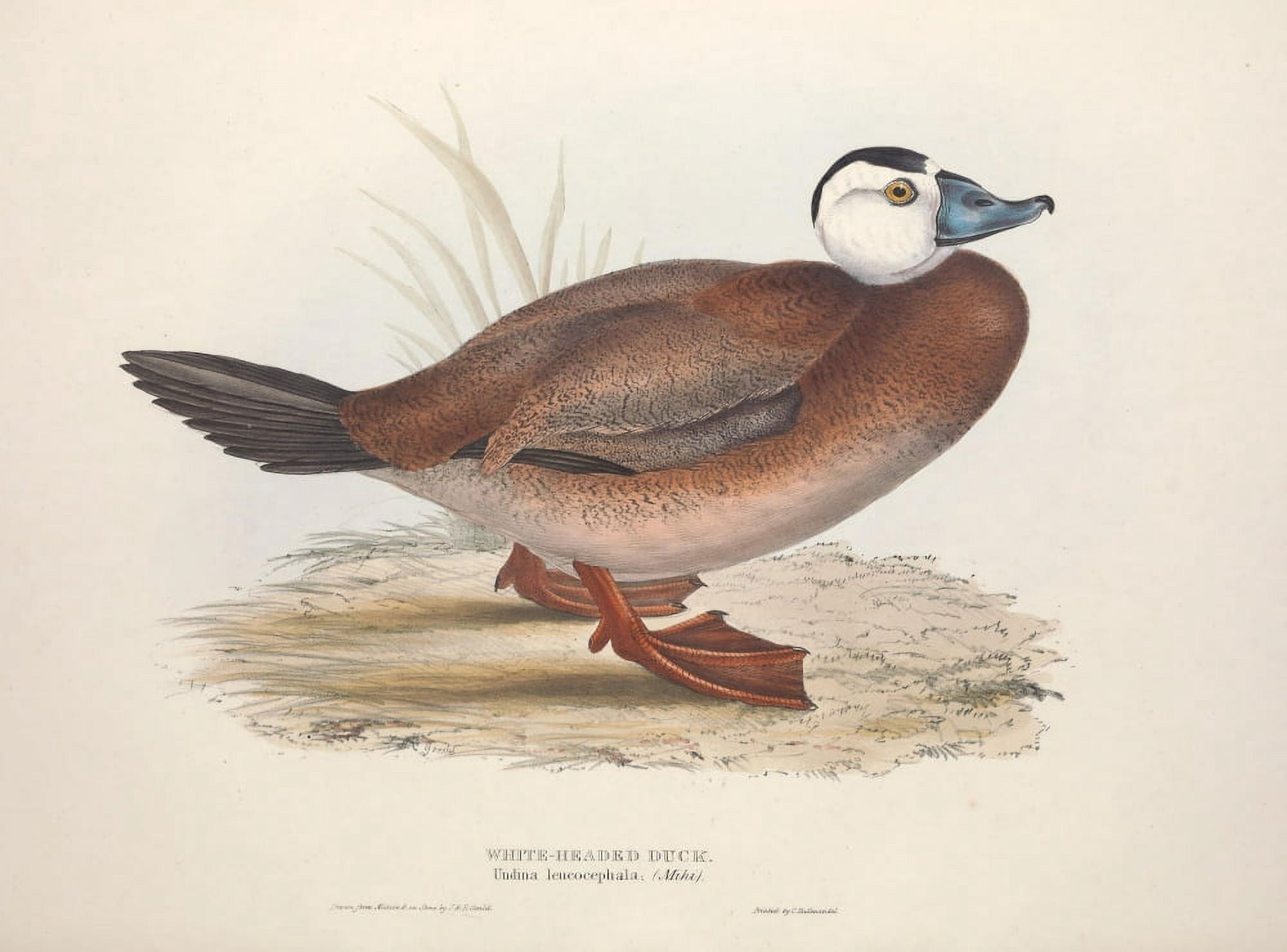 Birds of Europe 1837 White-headed Duck Canvas Art - J & E Gould (24 x 36)