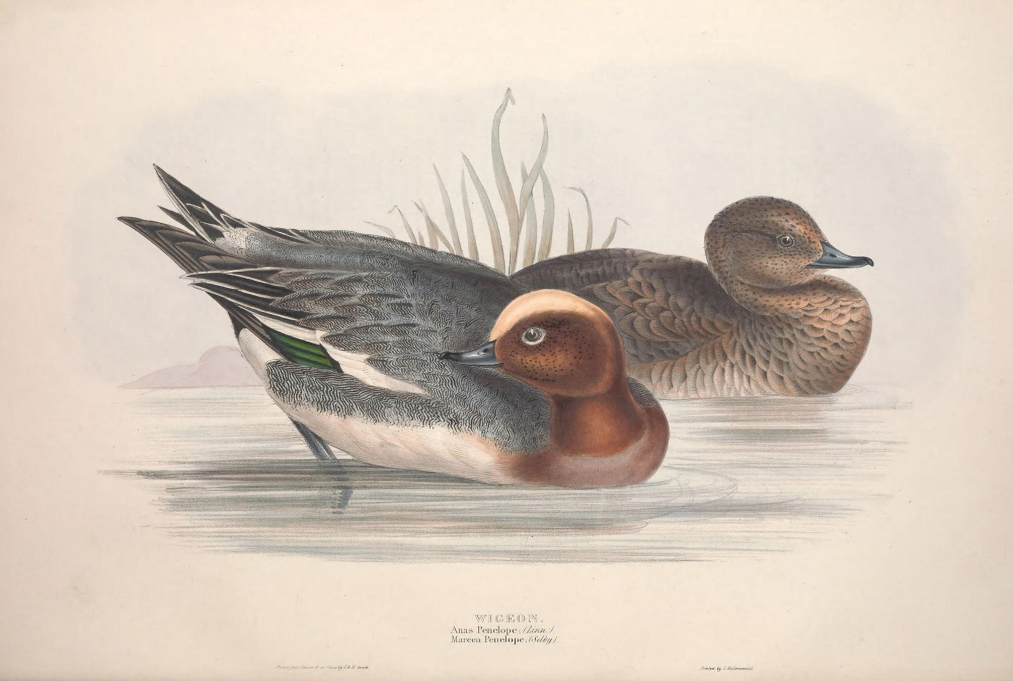 Birds of Europe 1837 Widgeon Canvas Art - J & E Gould (18 x 24)