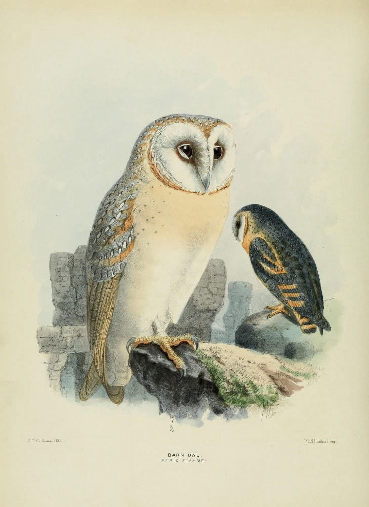 Birds of Europe 1881 Barn Owl Canvas Art - John G Keulemans (24 x 36)