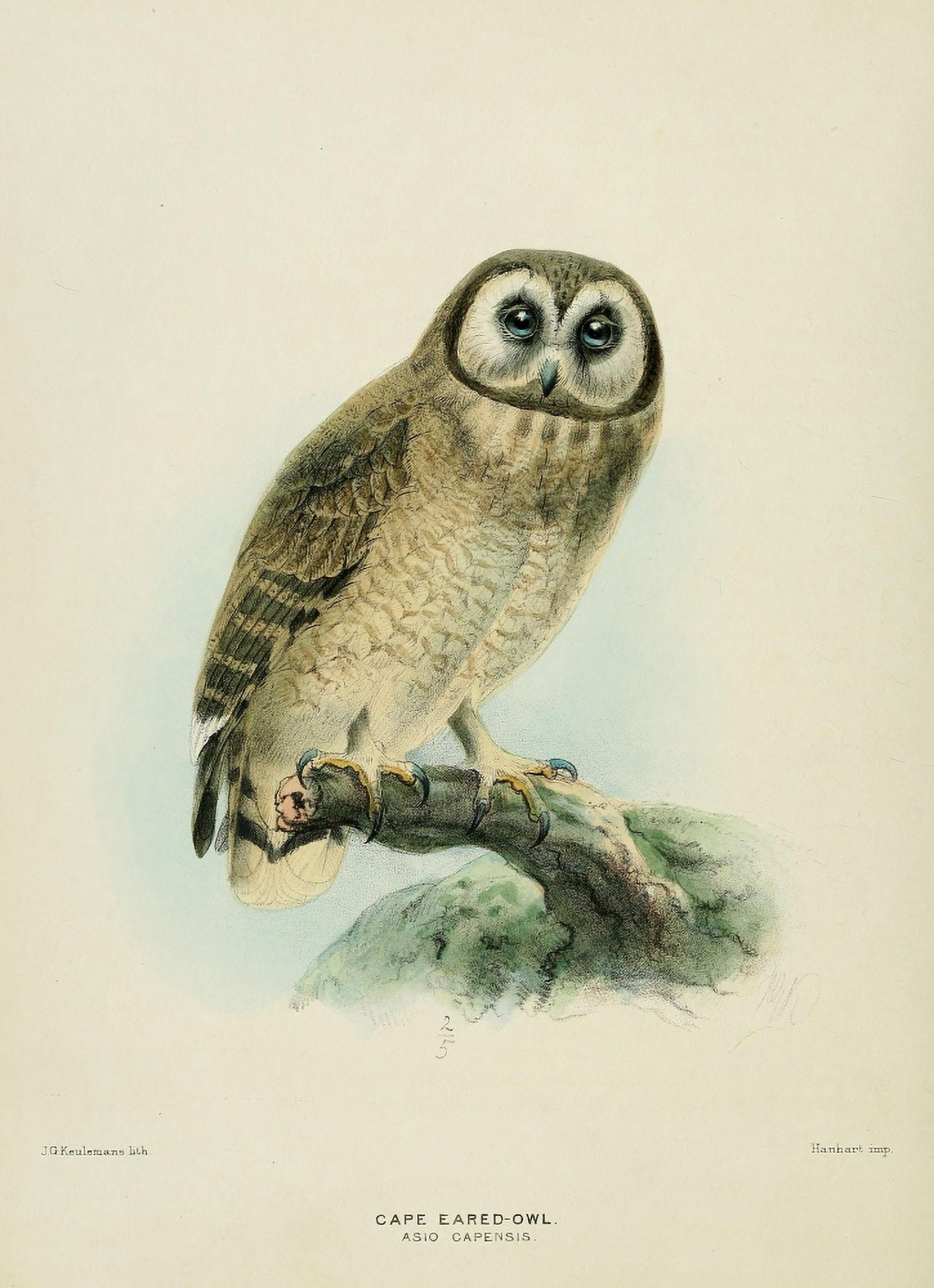 Birds of Europe 1881 Cape-eared Owl Canvas Art - John G Keulemans (24 x 36)