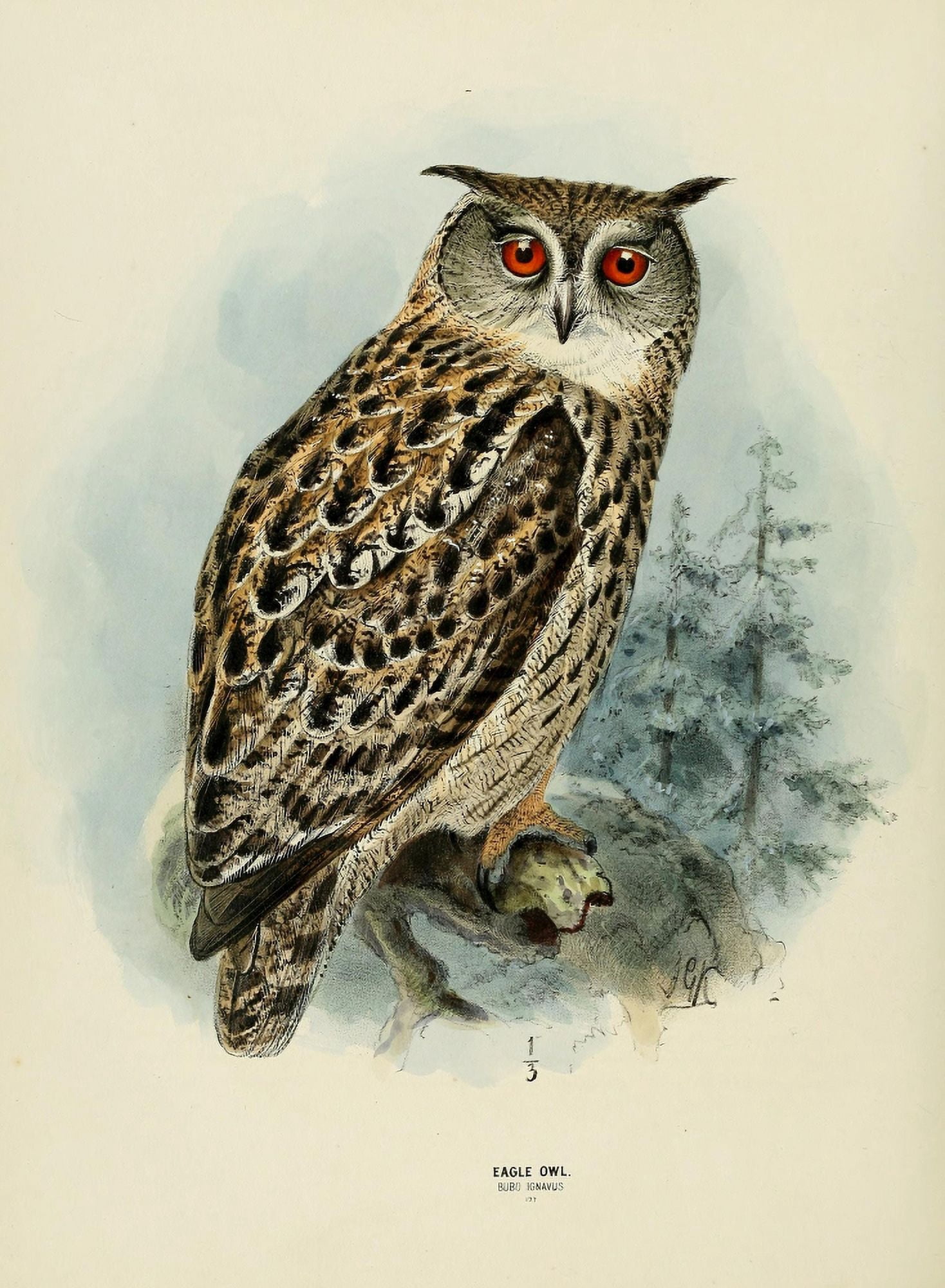 Birds of Europe 1881 Eagle Owl Canvas Art - John G Keulemans (24 x 36)