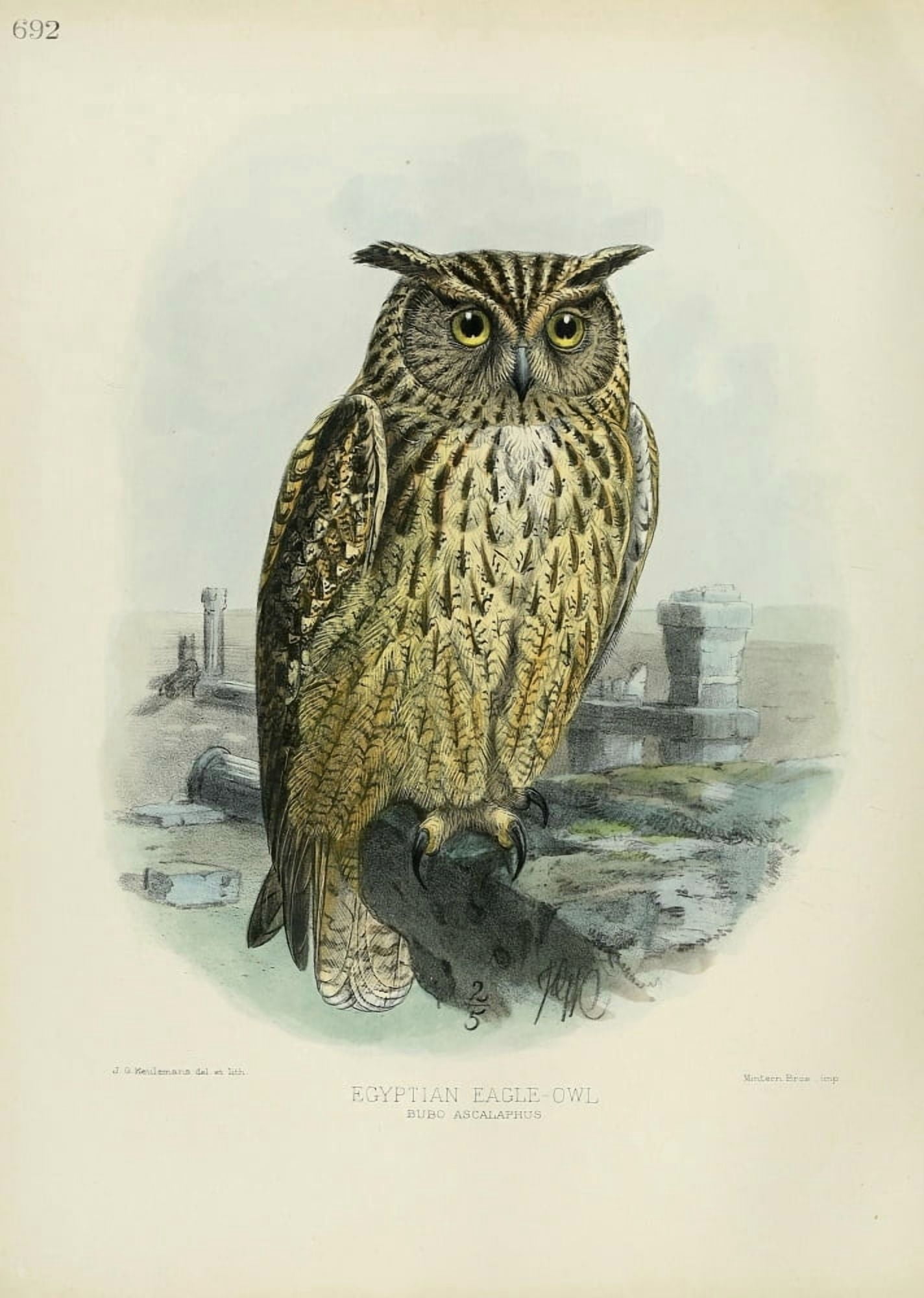 Birds of Europe 1881 Egyptian Eagle Owl Canvas Art - John G Keulemans (24 x 36)