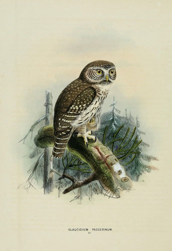Birds of Europe 1881 Glaucidium Passerinum Canvas Art - John G Keulemans (18 x 24)