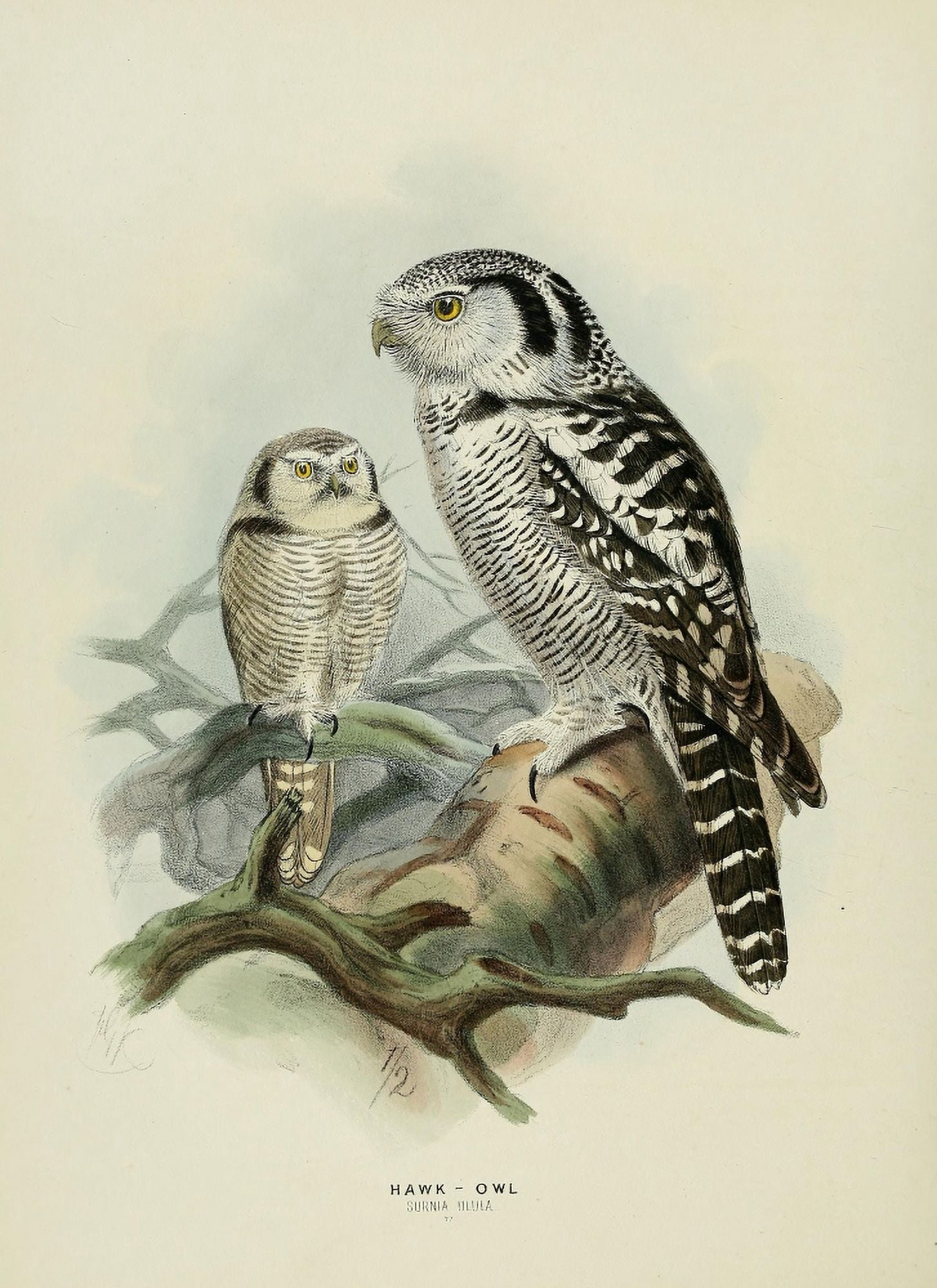 Birds of Europe 1881 Hawk Owl Canvas Art - John G Keulemans (18 x 24)