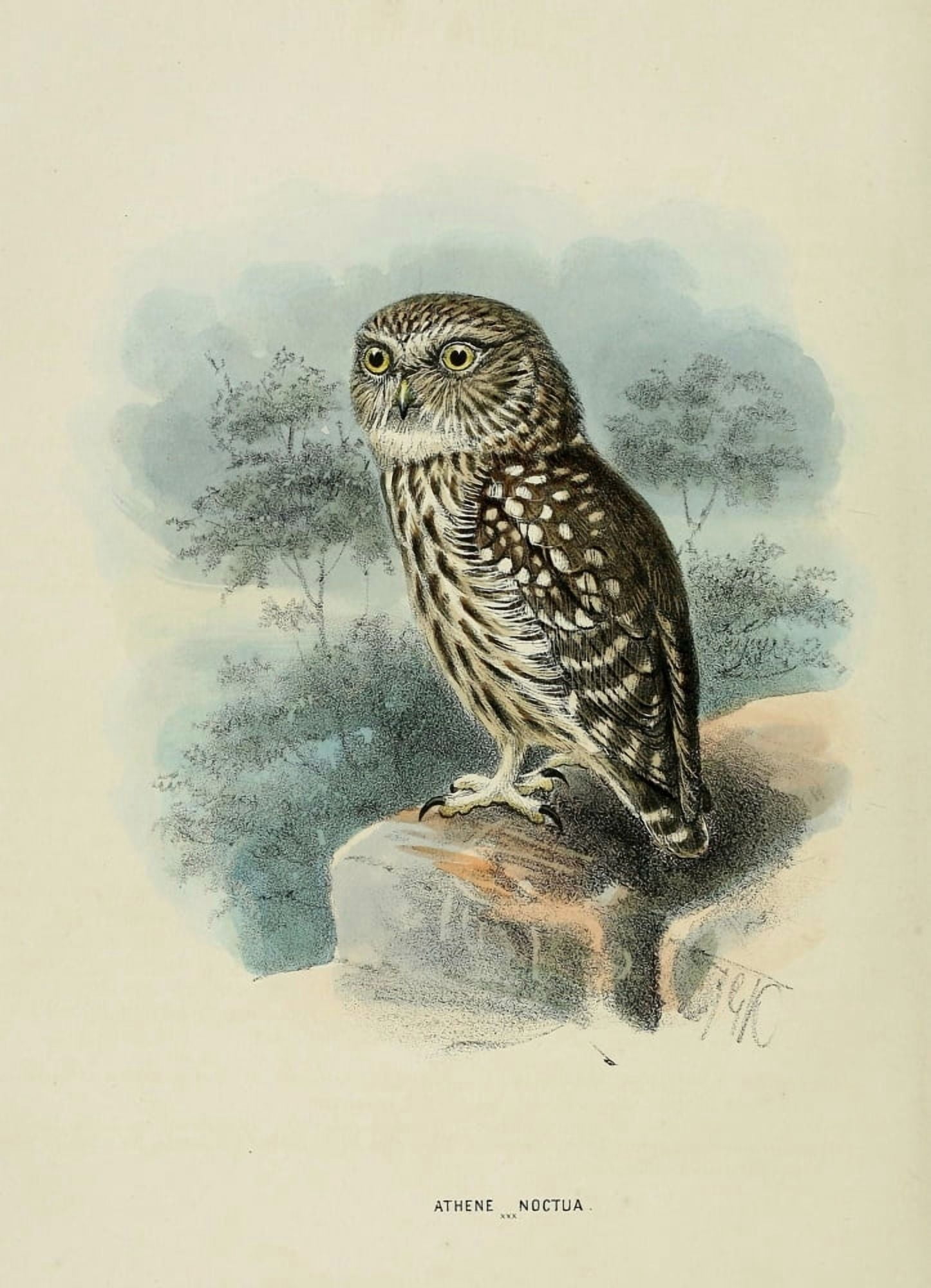 Birds of Europe 1881 Little Owl Canvas Art - John G Keulemans (24 x 36)