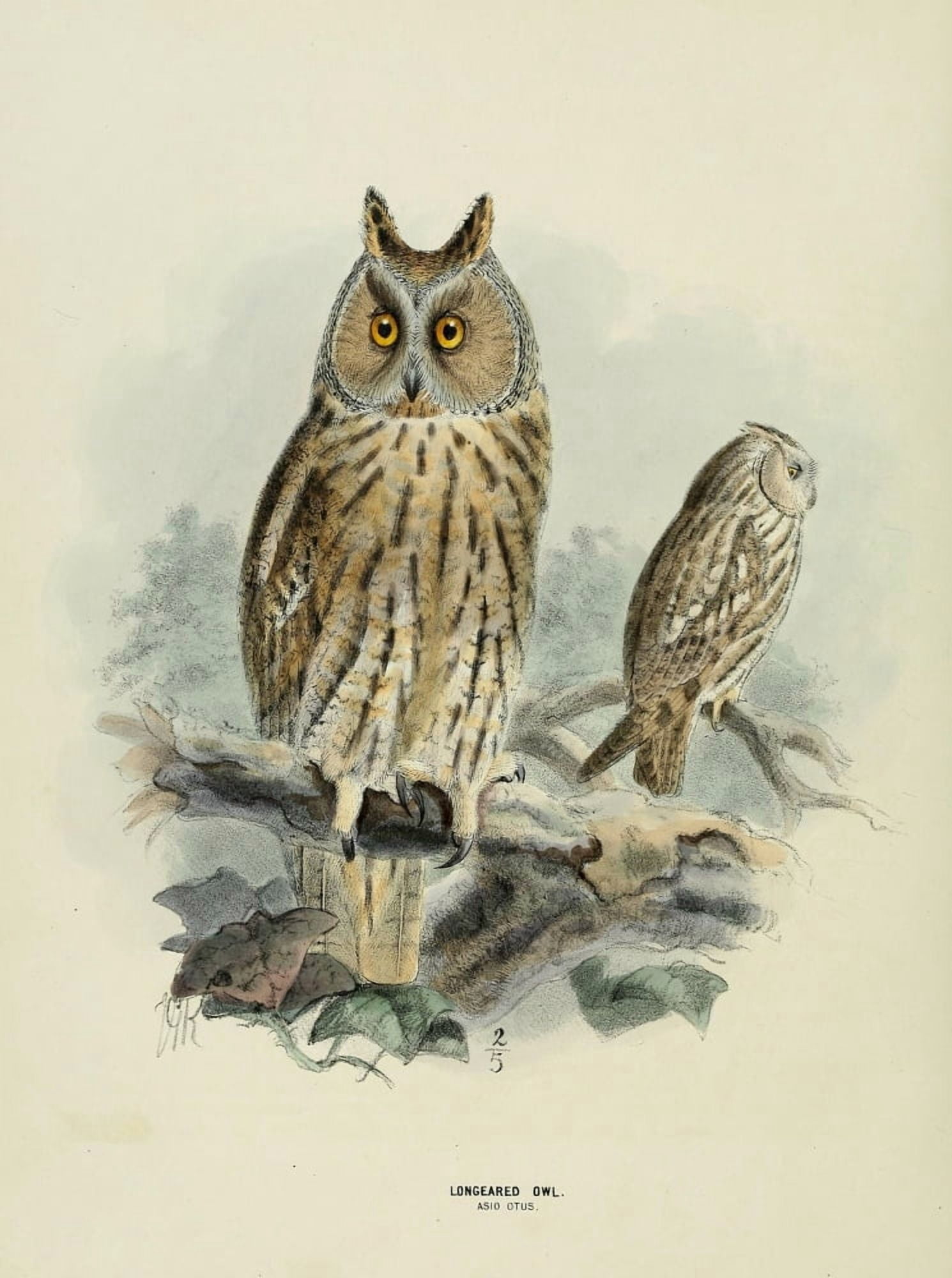 Birds of Europe 1881 Long-eared Owl Canvas Art - John G Keulemans (18 x 24)