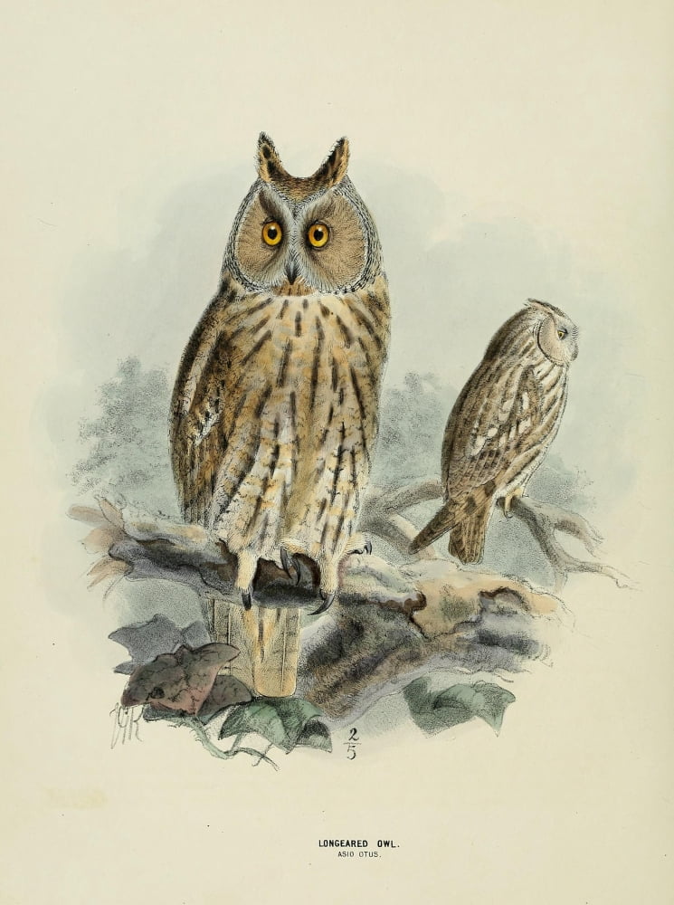 Birds of Europe 1881 Long-eared Owl Canvas Art - John G Keulemans (24 x 36)