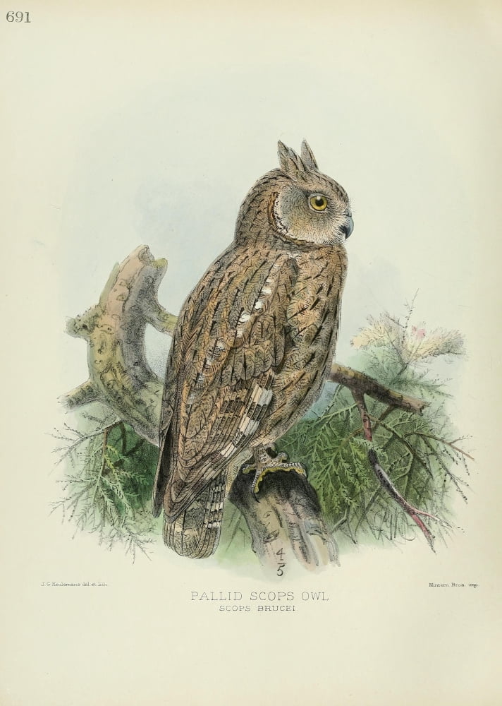 Birds of Europe 1881 Pallid Scops Owl Canvas Art - John G Keulemans (18 x 24)
