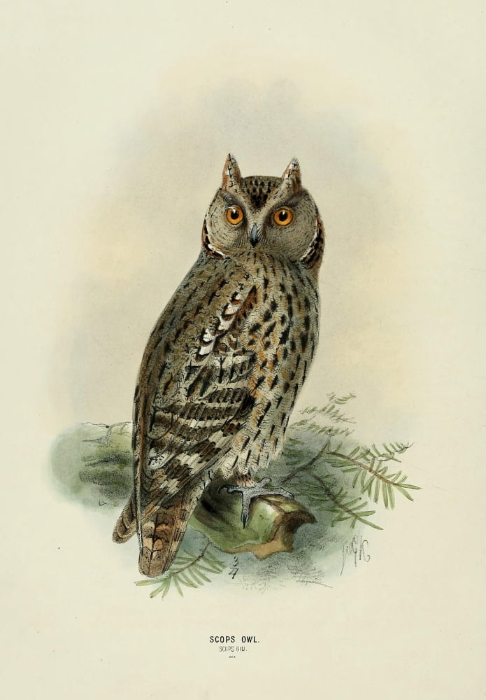 Birds of Europe 1881 Scops Owl Canvas Art - John G Keulemans (18 x 24)