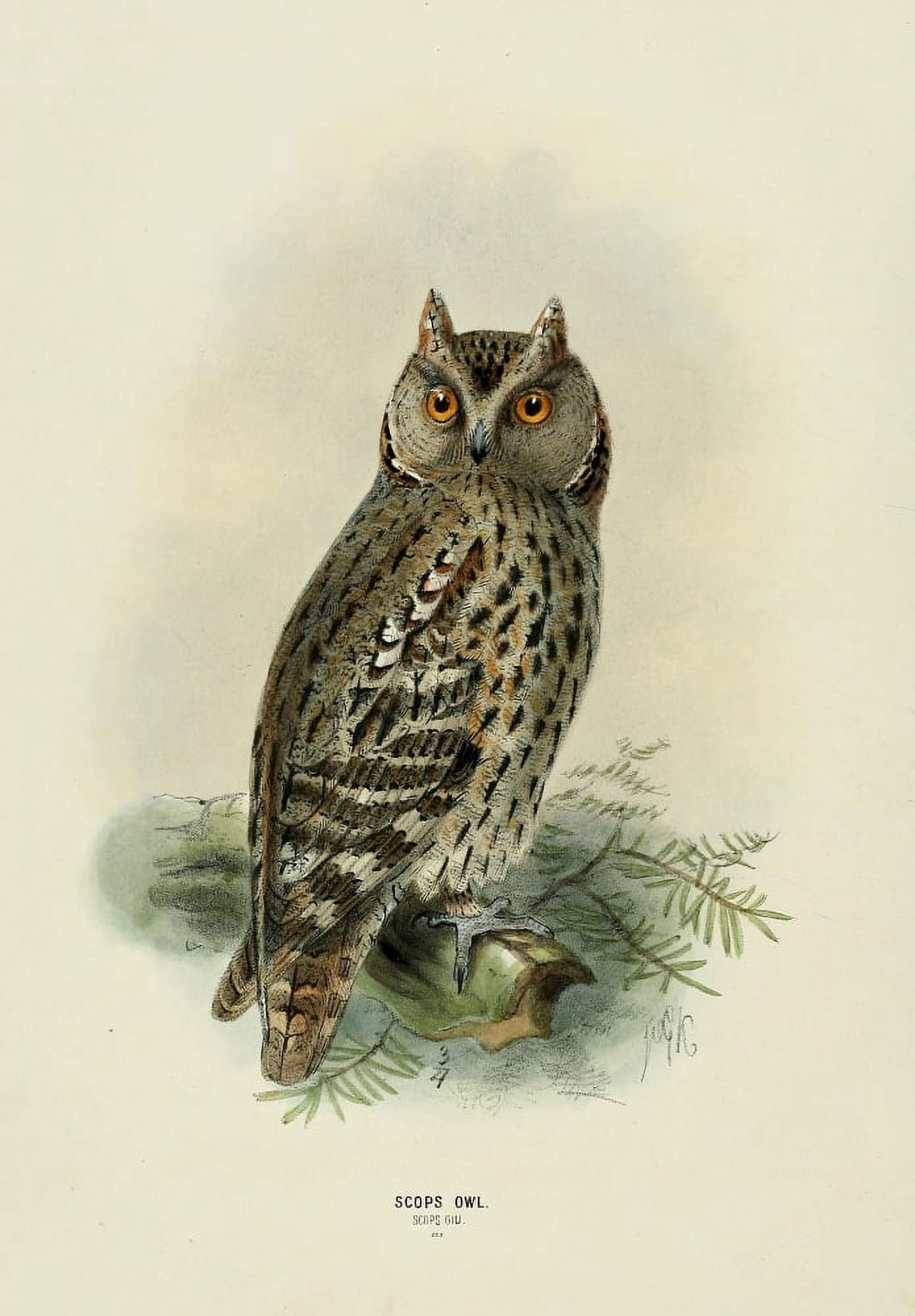 Birds of Europe 1881 Scops Owl Canvas Art - John G Keulemans (24 x 36)