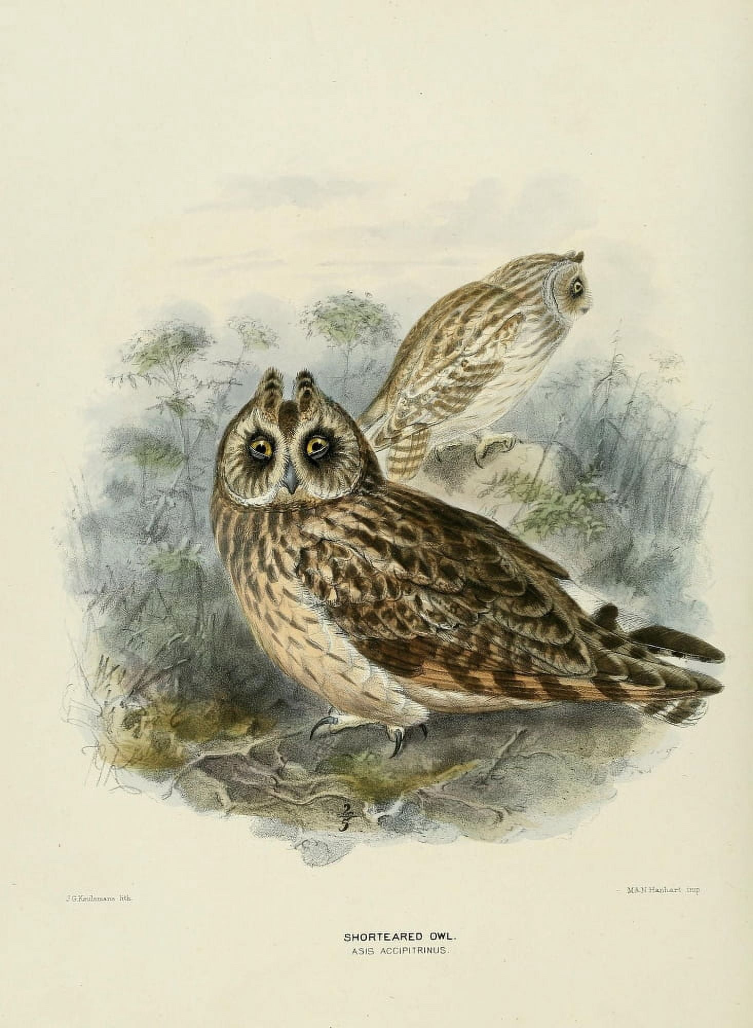 Birds of Europe 1881 Short-eared Owl Canvas Art - John G Keulemans (18 x 24)