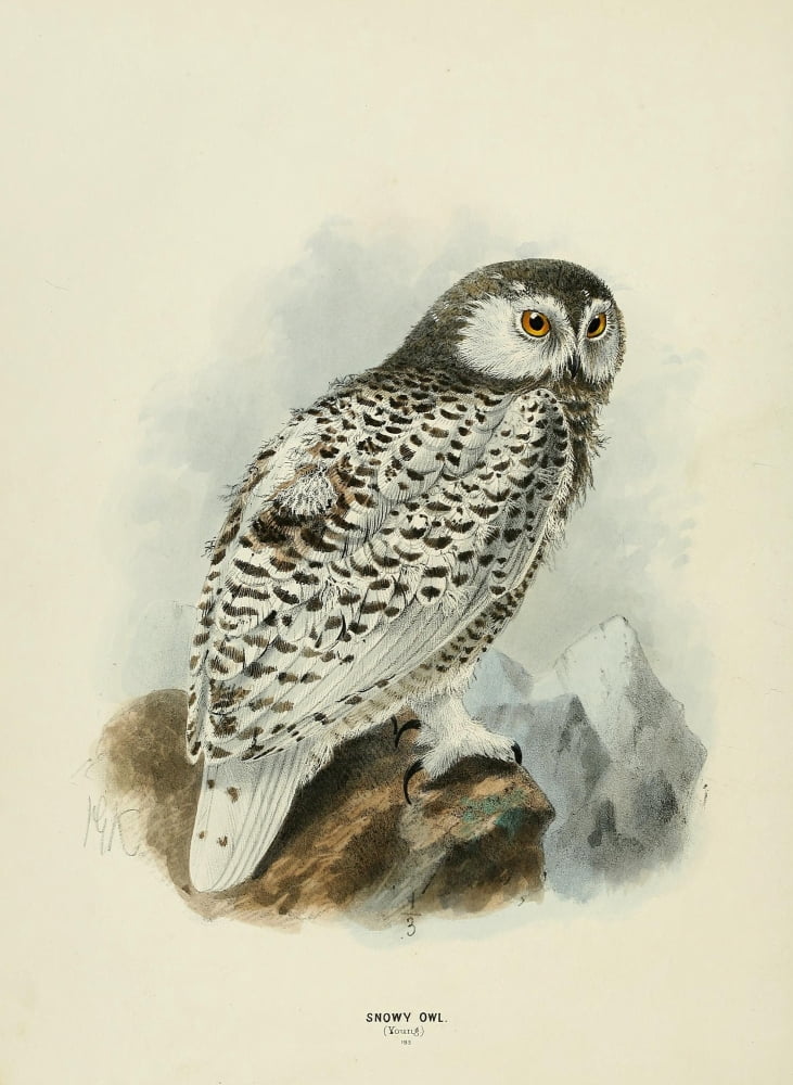 Birds of Europe 1881 Snowy Owl 1 Canvas Art - John G Keulemans (24 x 36)