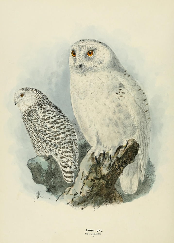Birds of Europe 1881 Snowy Owl 2 Canvas Art - John G Keulemans (18 x 24)