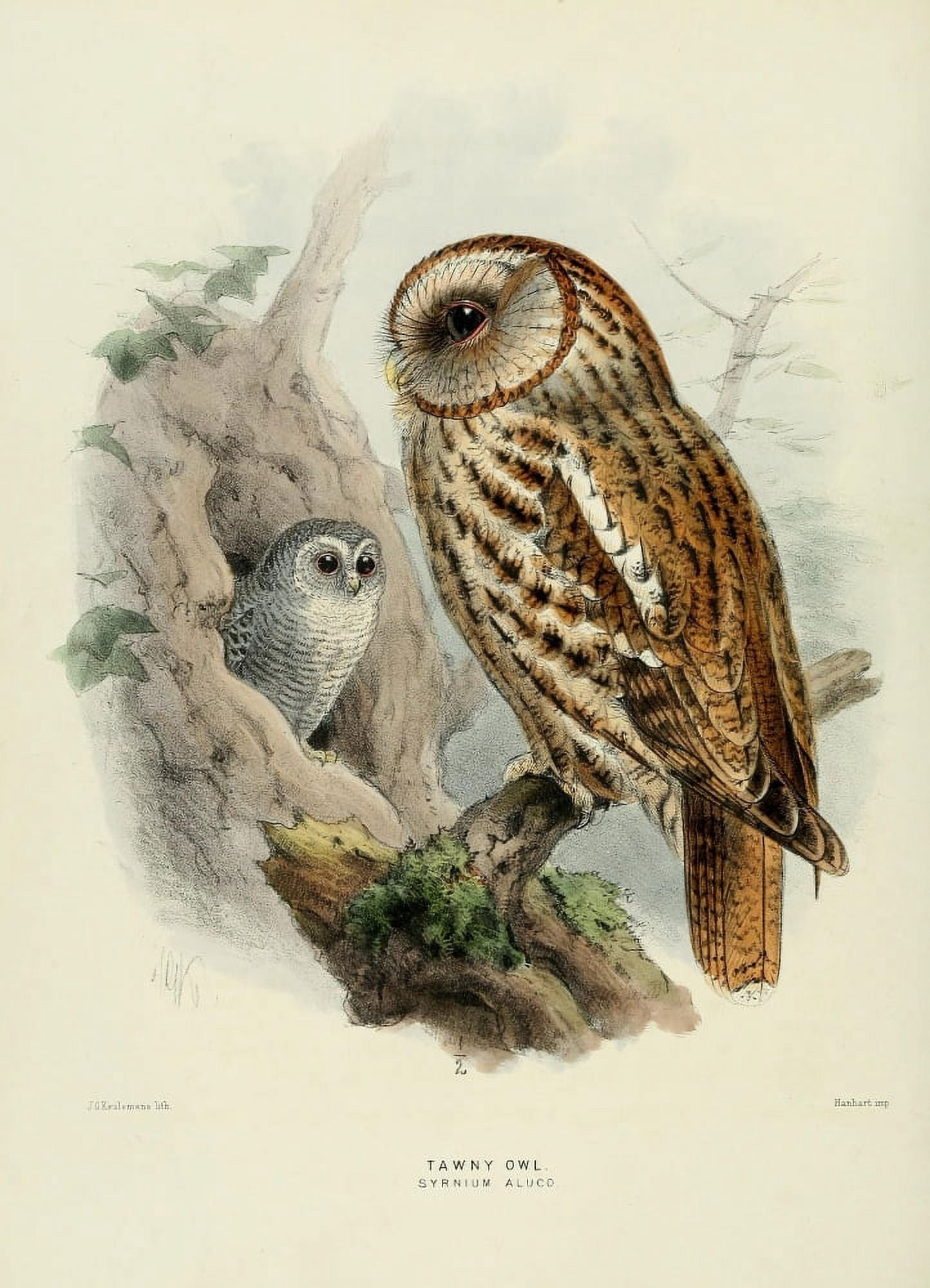 Birds of Europe 1881 Tawny Owl Canvas Art - John G Keulemans (24 x 36)