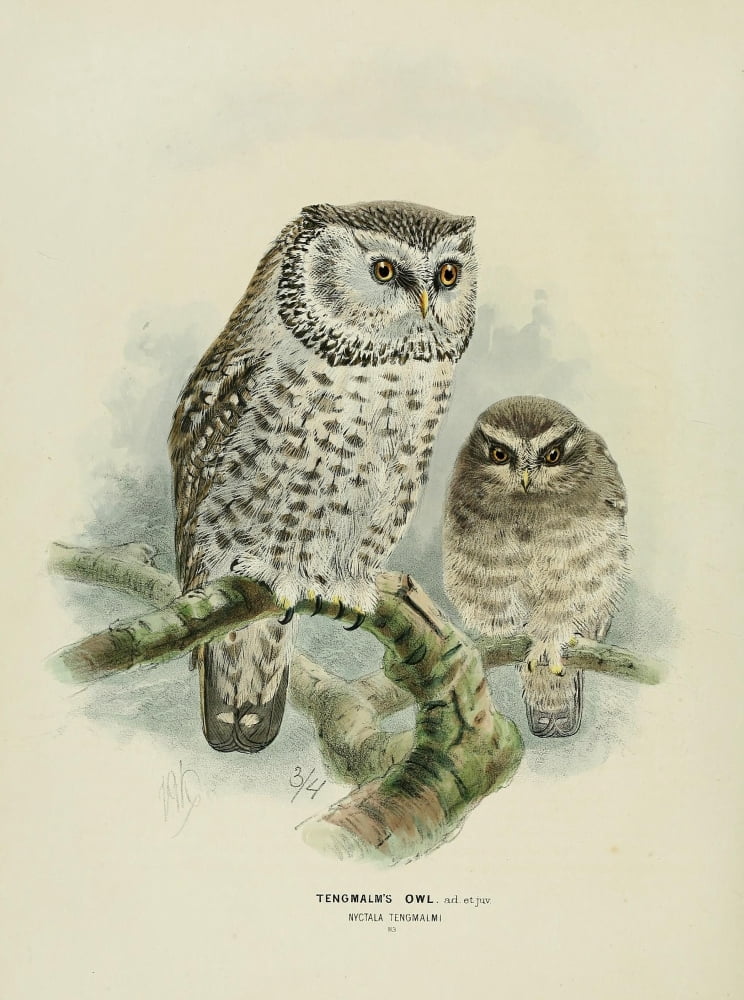 Birds of Europe 1881 Tengmalms Owl Canvas Art - John G Keulemans (18 x 24)
