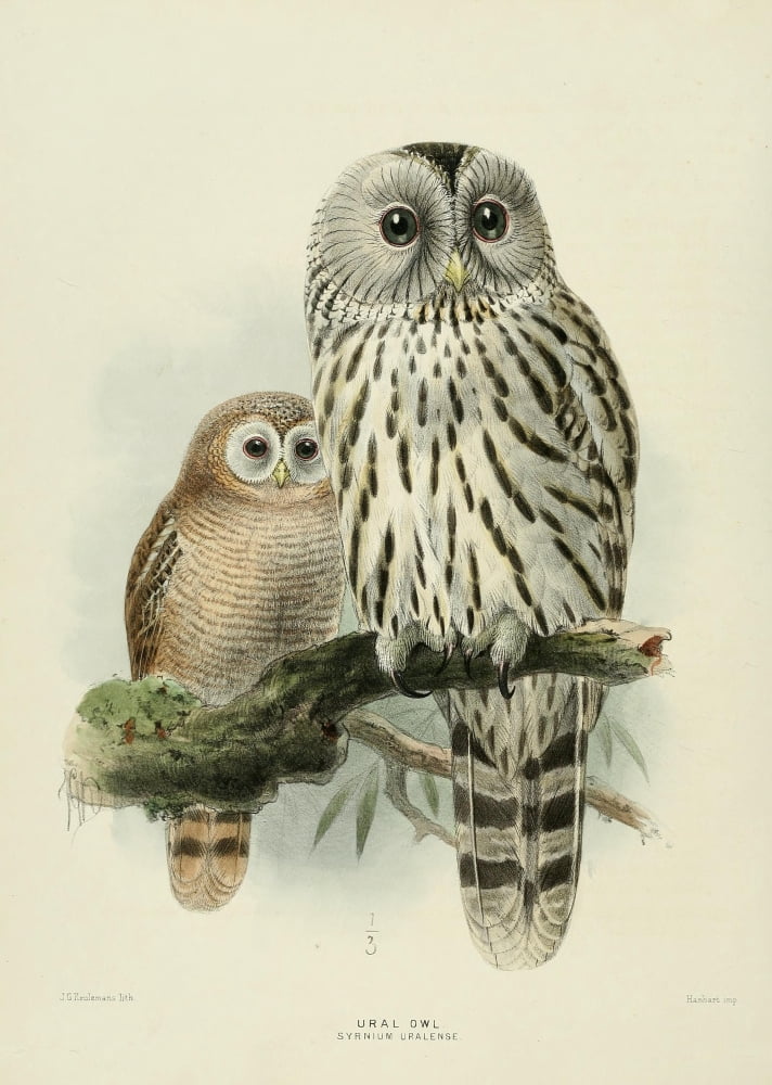 Birds of Europe 1881 Ural Owl Canvas Art - John G Keulemans (24 x 36)