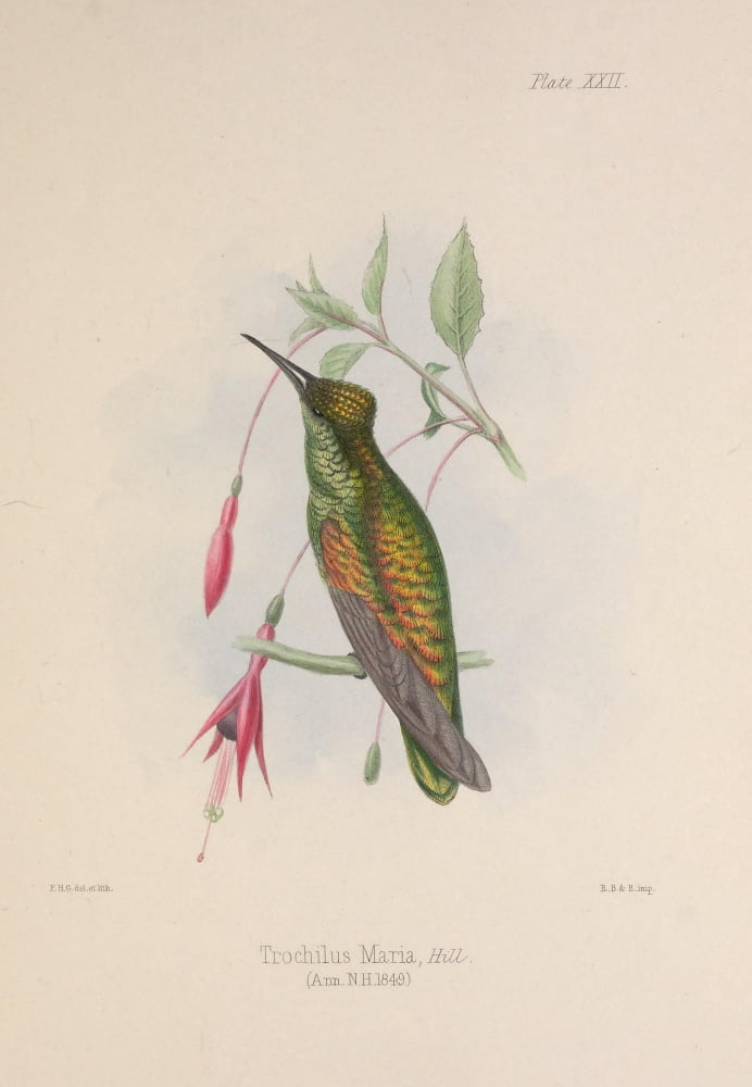 Birds of Jamaica 1849 Trochilus Maria Hbird Canvas Art - PH Gosse (18 x 24)