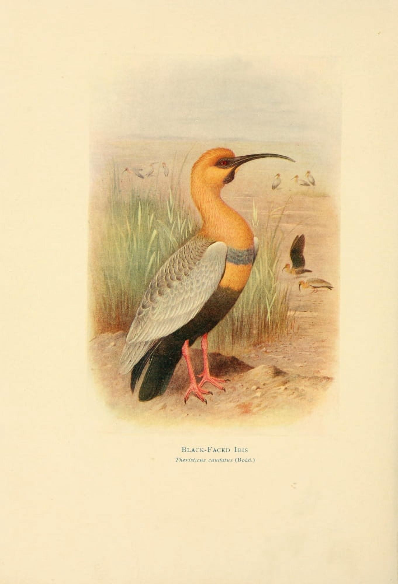 Birds of La Plata 1920 Black-faced Ibis Canvas Art - H Grnvold (24 x 36)