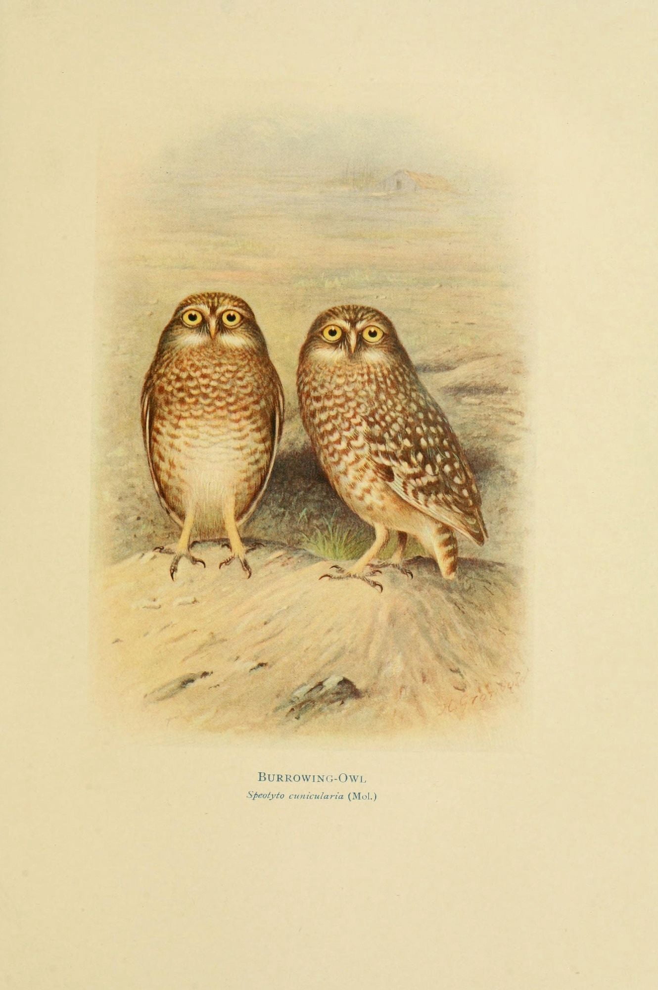 Birds of La Plata 1920 Burrowing Owl Canvas Art - Henrik Grnvold (24 x 36)