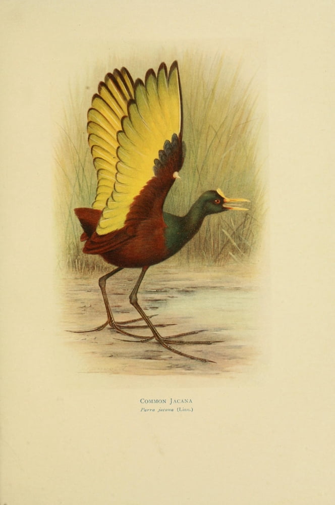 Birds of La Plata 1920 Common Jacana Canvas Art - H Grnvold (24 x 36)