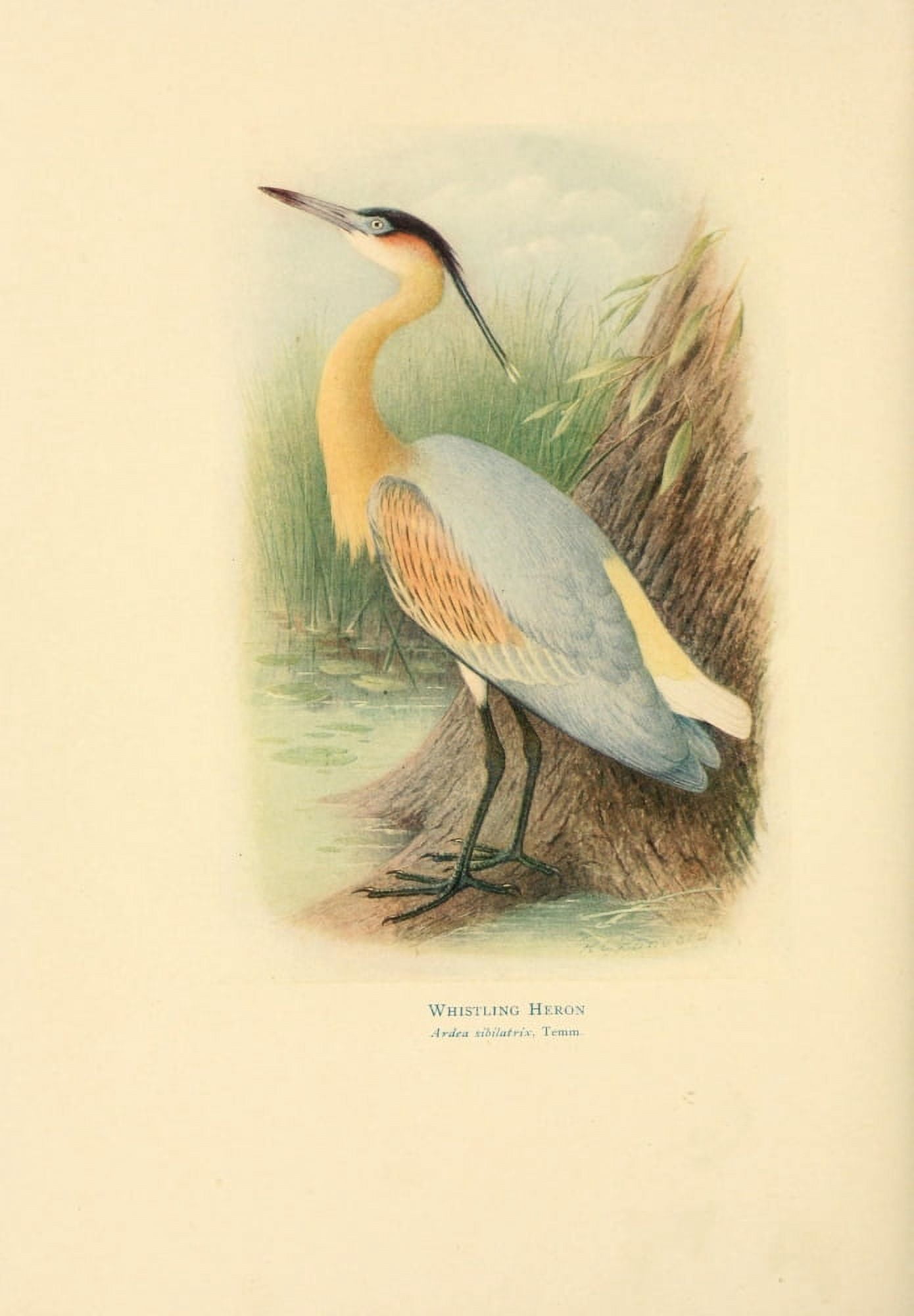 Birds of La Plata 1920 Whistling Heron Canvas Art - H Grnvold (24 x 36)