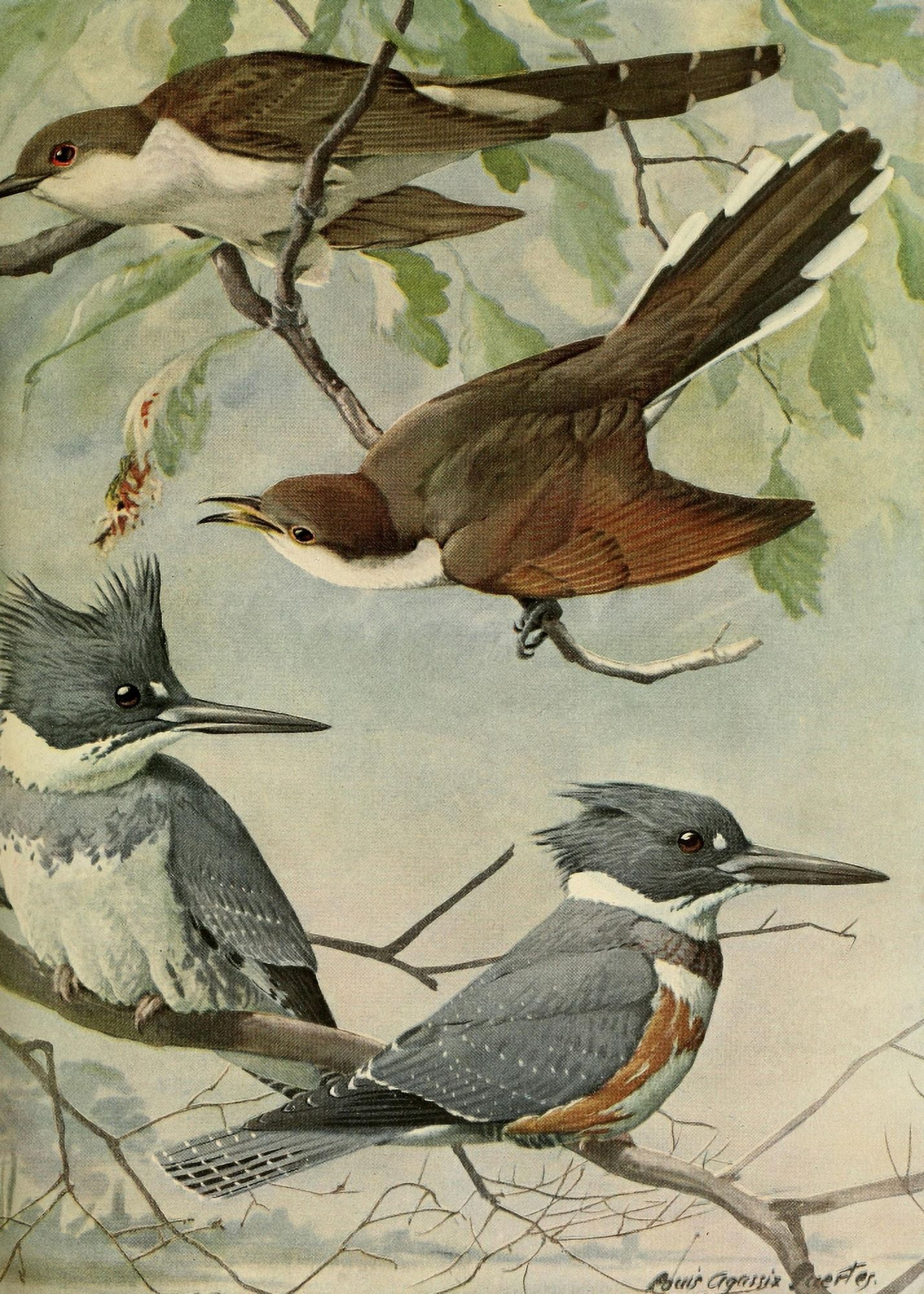 Birds of Massachusetts 1925 Belted Kingfisher & Cuckoos Canvas Art - LA Fuertes (24 x 36)
