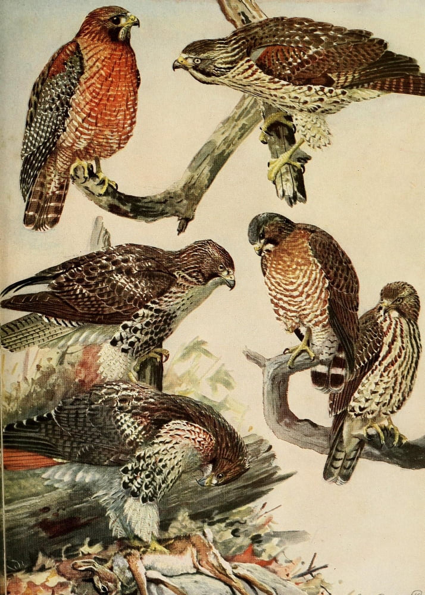 Birds of Massachusetts 1925 Broad-winged & Red-tailed Hawks Canvas Art - LA Fuertes (18 x 24)